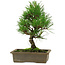 Pinus thunbergii, 26 cm, ± 12 years old
