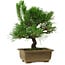 Pinus thunbergii, 23 cm, ± 12 Jahre alt