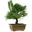 Pinus thunbergii, 23 cm, ± 12 years old