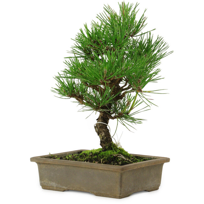 Pinus thunbergii, 26 cm, ± 12 years old