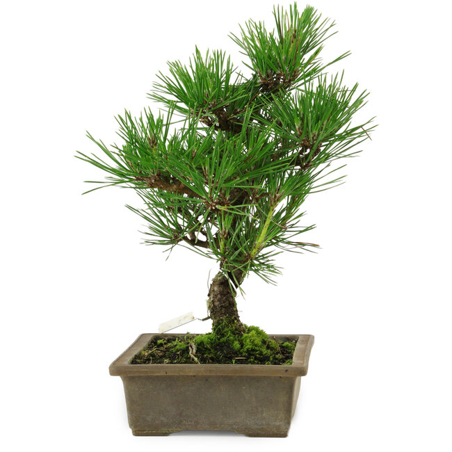 Pinus thunbergii, 26 cm, ± 12 ans