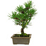 Pinus thunbergii, 26 cm, ± 12 anni