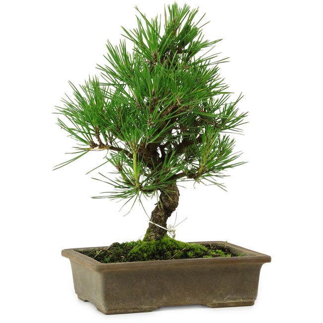 Pinus thunbergii, 26 cm, ± 12 years old