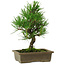Pinus thunbergii, 26 cm, ± 12 anni