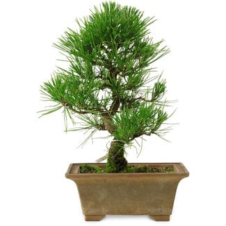 Pinus thunbergii, 27 cm, ± 12 anni