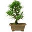 Pinus thunbergii, 27 cm, ± 12 ans