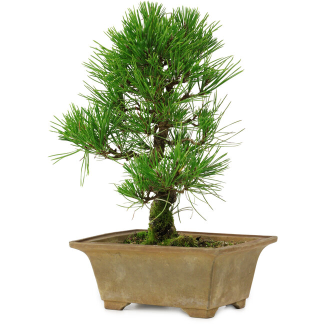 Pinus thunbergii, 27 cm, ± 12 years old