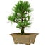 Pinus thunbergii, 27 cm, ± 12 ans