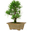 Pinus thunbergii, 27 cm, ± 12 years old
