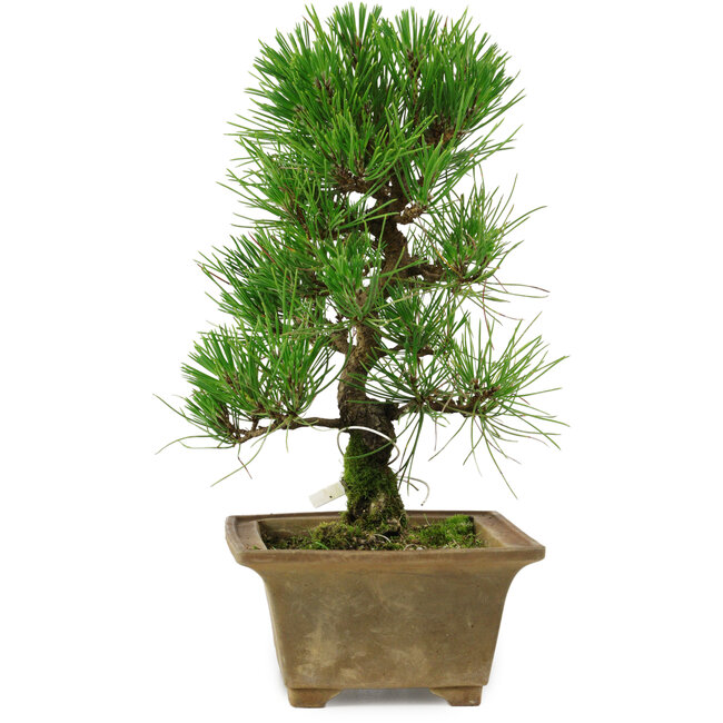 Pinus thunbergii, 27 cm, ± 12 años de edad