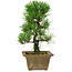 Pinus thunbergii, 27 cm, ± 12 years old