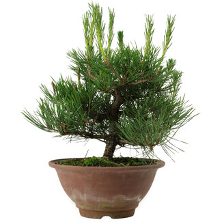 Pinus thunbergii, 25 cm, ± 12 ans