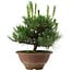 Pinus thunbergii, 25 cm, ± 12 ans