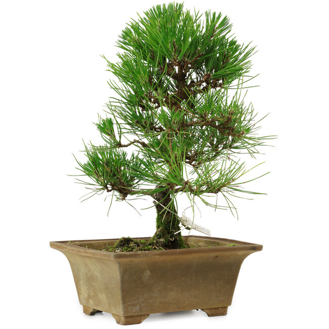 Pinus thunbergii, 27 cm, ± 12 anni