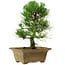 Pinus thunbergii, 27 cm, ± 12 ans
