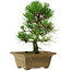 Pinus thunbergii, 27 cm, ± 12 years old