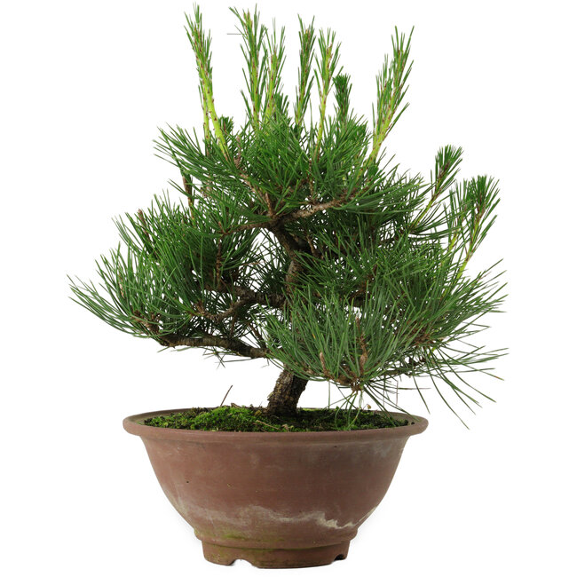 Pinus thunbergii, 25 cm, ± 12 years old