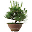 Pinus thunbergii, 25 cm, ± 12 años de edad