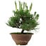 Pinus thunbergii, 25 cm, ± 12 ans