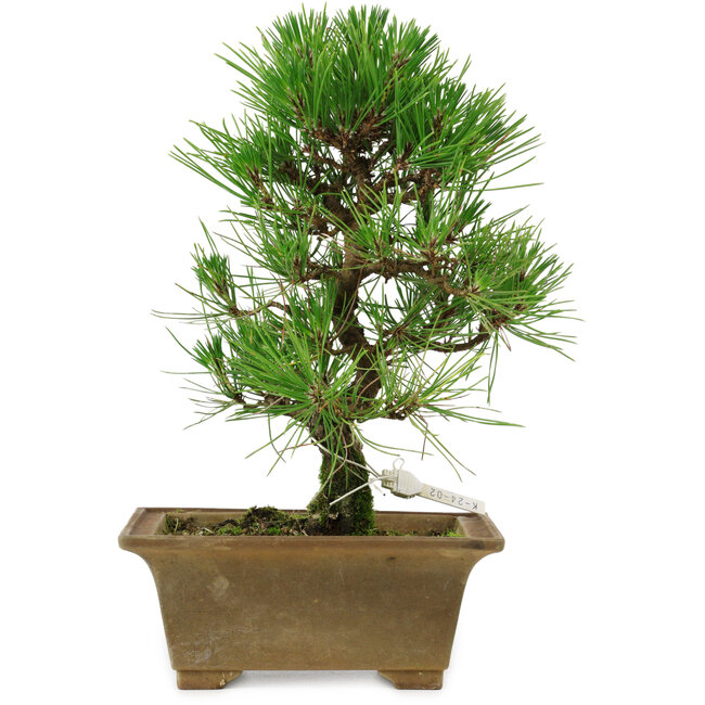 Pinus thunbergii, 27 cm, ± 12 years old