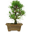 Pinus thunbergii, 27 cm, ± 12 years old