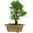Pinus thunbergii, 27 cm, ± 12 años de edad