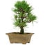 Pinus thunbergii, 27 cm, ± 12 ans