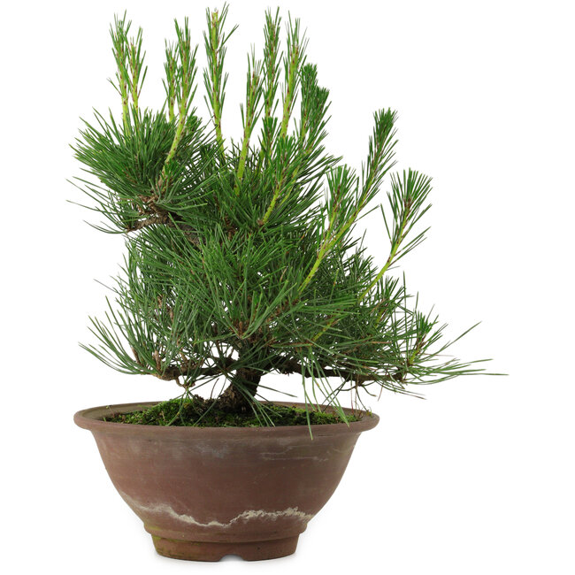 Pinus thunbergii, 25 cm, ± 12 anni