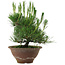 Pinus thunbergii, 25 cm, ± 12 years old