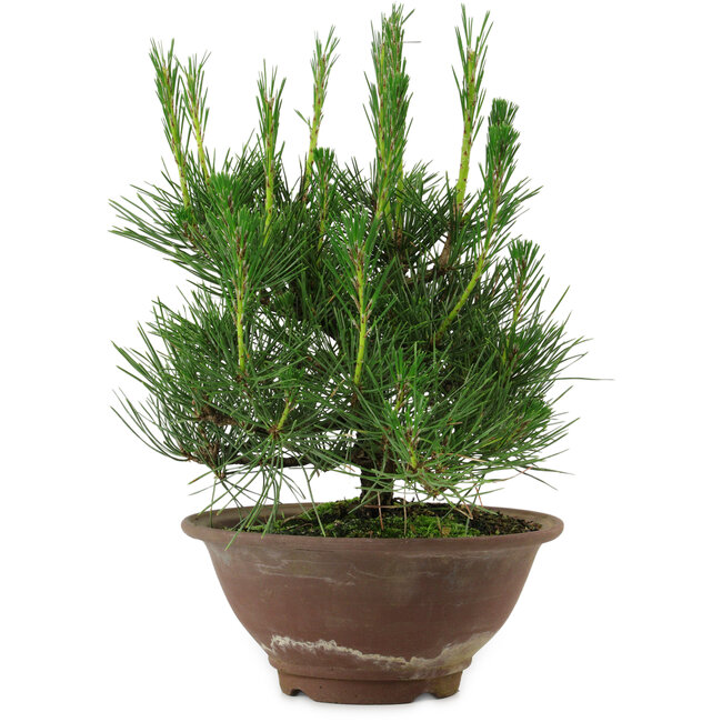 Pinus thunbergii, 25 cm, ± 12 years old