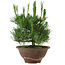 Pinus thunbergii, 25 cm, ± 12 anni