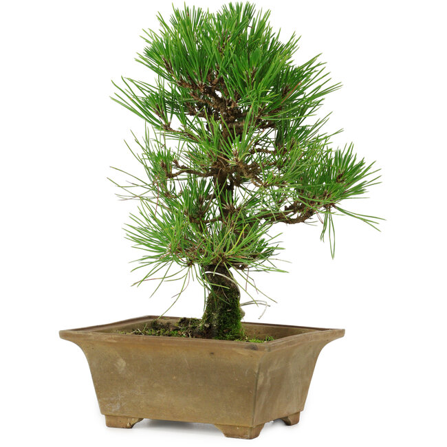 Pinus thunbergii, 27 cm, ± 12 years old