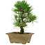 Pinus thunbergii, 27 cm, ± 12 years old