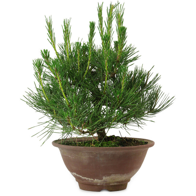 Pinus thunbergii, 25 cm, ± 12 anni
