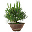 Pinus thunbergii, 25 cm, ± 12 years old