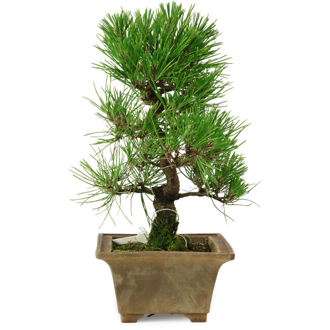 Pinus thunbergii, 27 cm, ± 12 anni