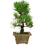 Pinus thunbergii, 27 cm, ± 12 años de edad