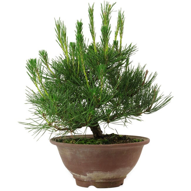 Pinus thunbergii, 25 cm, ± 12 jaar oud