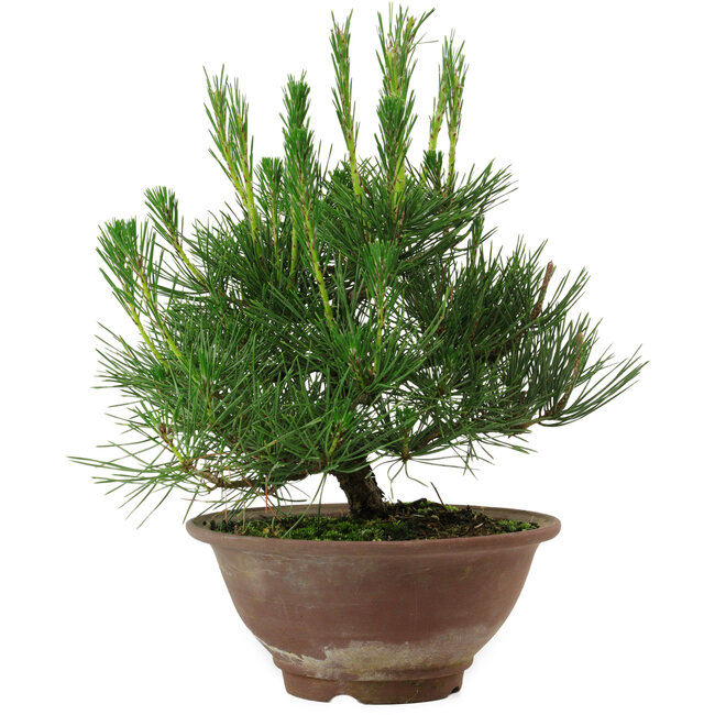 Pinus thunbergii, 25 cm, ± 12 years old