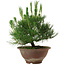 Pinus thunbergii, 25 cm, ± 12 anni