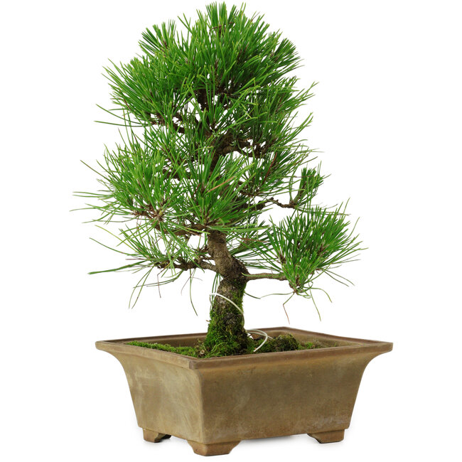 Pinus thunbergii, 27 cm, ± 12 years old