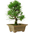 Pinus thunbergii, 27 cm, ± 12 years old