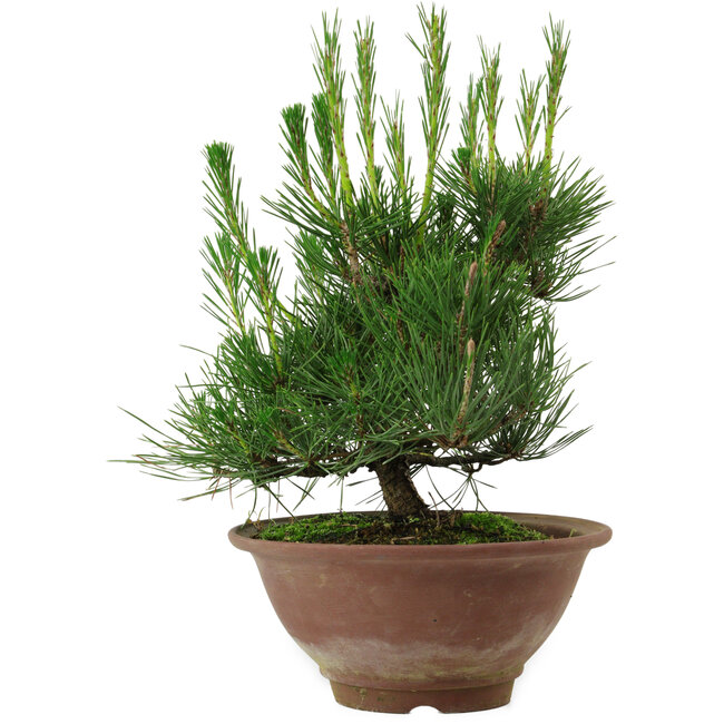 Pinus thunbergii, 25 cm, ± 12 años de edad