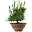 Pinus thunbergii, 25 cm, ± 12 años de edad