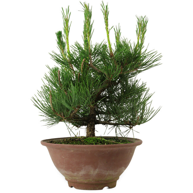 Pinus thunbergii, 25 cm, ± 12 years old