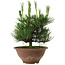 Pinus thunbergii, 25 cm, ± 12 anni