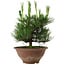 Pinus thunbergii, 25 cm, ± 12 ans