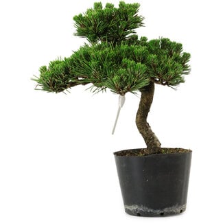 Pinus thunbergii Senshumaru, 25 cm, ± 10 years old