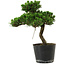Pinus thunbergii Senshumaru, 25 cm, ± 10 years old
