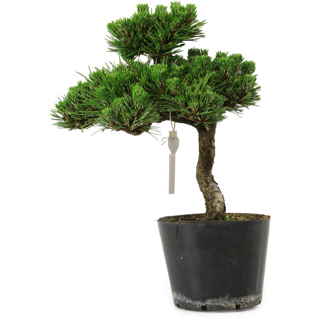 Pinus thunbergii Senshumaru, 25 cm, ± 10 years old